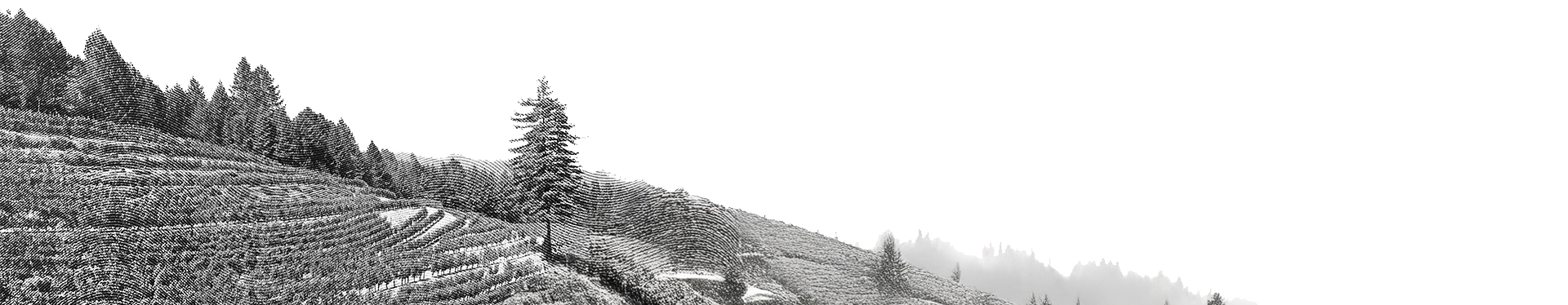 マウント・ヴィーダーのブドウ園パノラマ